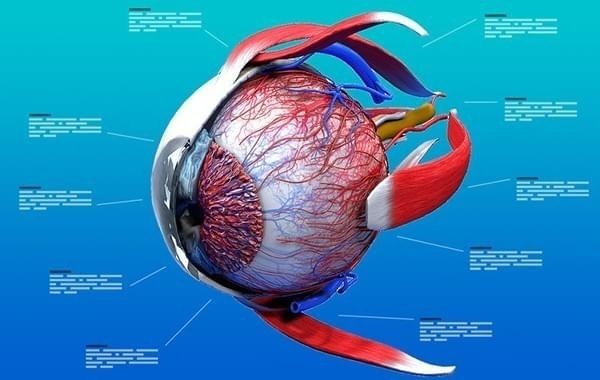 Eye Anatomy 3D截图