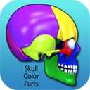 Skull Color Parts