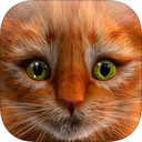 我的小猫  V1.2