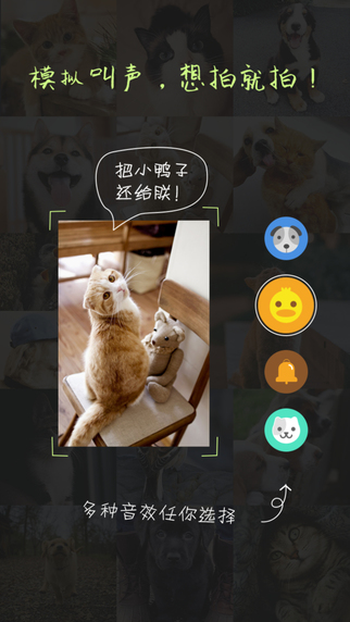 萌宠相机最新版截图