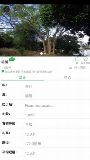 广东古树名木截图