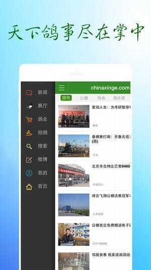 中国信鸽信息网截图