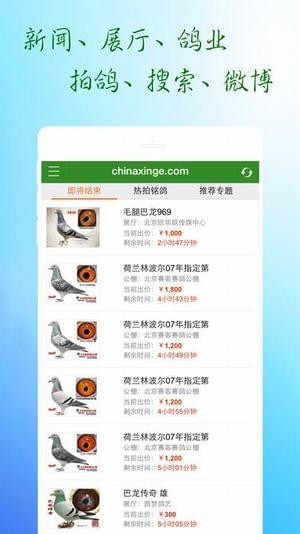 中国信鸽信息网截图