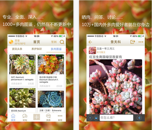 多肉大本营截图